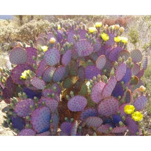 Purple Prickly Pear Cactus Live Plant - Opuntia Santa Rita, 3