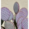 Purple Prickly Pear Cactus Live Plant - Opuntia Santa Rita, 3" Pot, Drought Tolerant - Image 1