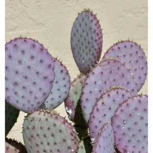 Purple Prickly Pear Cactus Live Plant - Opuntia Santa Rita, 3