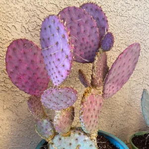 Purple Prickly Pear Cactus Plant Live – Succulent – 3.5 inch Pot – Indoor/Outdoor - Image 4