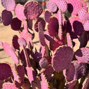 Purple Prickly Pear Cactus Plant Live – Succulent – 3.5 inch Pot – Indoor/Outdoor - Image 5