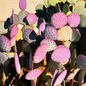 Purple Prickly Pear Cactus Plant Live – Succulent – 3.5 inch Pot – Indoor/Outdoor - Image 6