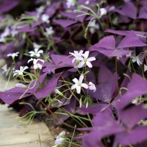 Purple Shamrock Live Plant – 3.5-inch Pot – Colorful Indoor Houseplant - Image 2