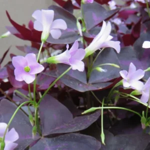 Purple Shamrock Live Plant – 3.5-inch Pot – Colorful Indoor Houseplant - Image 3