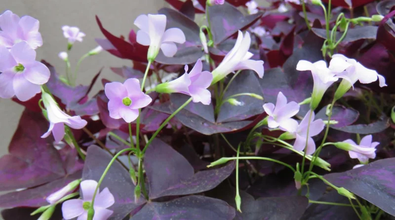 Purple Shamrock Live Plant – 3.5-inch Pot – Colorful Indoor Houseplant - Image 3