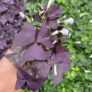 Purple Shamrock Live Plant – 3.5-inch Pot – Colorful Indoor Houseplant - Image 4