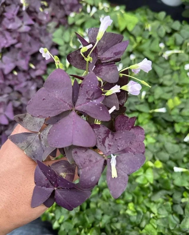 Purple Shamrock Live Plant – 3.5-inch Pot – Colorful Indoor Houseplant - Image 4