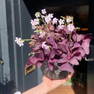 Purple Shamrock Live Plant – 3.5-inch Pot – Colorful Indoor Houseplant - Image 5