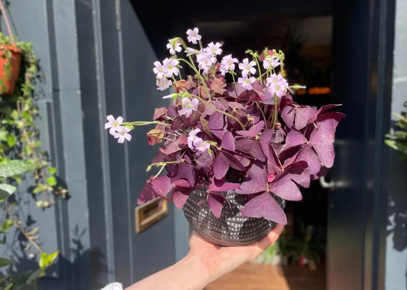 Purple Shamrock Live Plant – 3.5-inch Pot – Colorful Indoor Houseplant - Image 5