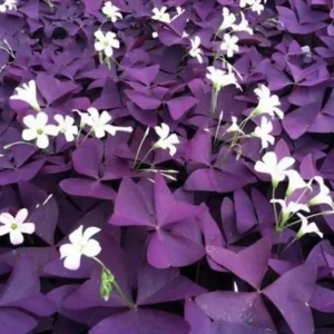 Purple Shamrock Live Plant – 3.5-inch Pot – Colorful Indoor Houseplant - Image 1