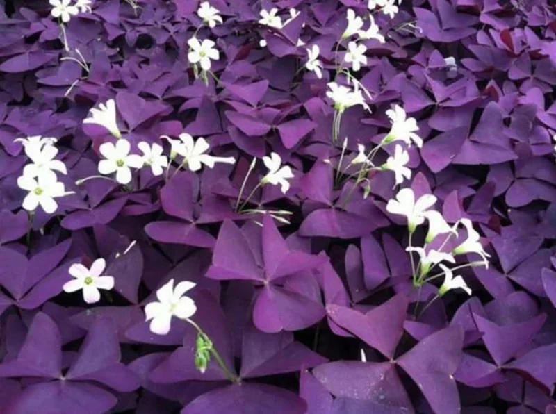 Purple Shamrock Live Plant – 3.5-inch Pot – Colorful Indoor Houseplant - Image 1