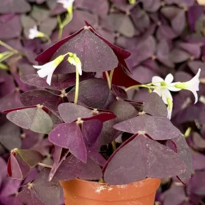Purple Shamrock Live Plant (Oxalis Triangularis) - 2 Inch & 4 Inch Pot Houseplant - Image 2