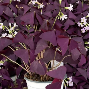 Purple Shamrock Live Plant (Oxalis Triangularis) - 2 Inch & 4 Inch Pot Houseplant - Image 3