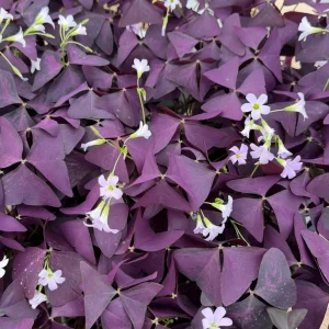 Purple Shamrock Live Plant (Oxalis Triangularis) - 2 Inch & 4 Inch Pot Houseplant - Image 4