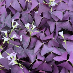 Purple Shamrock Live Plant (Oxalis Triangularis) - 2 Inch & 4 Inch Pot Houseplant - Image 5