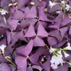 Purple Shamrock Live Plant (Oxalis Triangularis) - 2 Inch & 4 Inch Pot Houseplant - Image 1