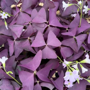 Purple Shamrock Live Plant (Oxalis Triangularis) - 2 Inch & 4 Inch Pot Houseplant - Image 1