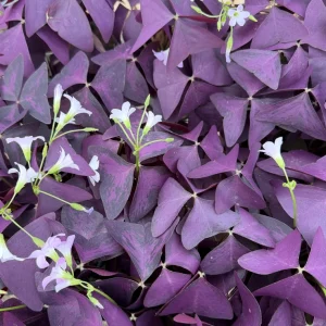 Purple Shamrock Live Plant - Oxalis Triangularis Houseplant in 2 Inch, 4 Inch Pot - Image 5