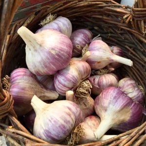 Purple Stripe Italian Garlic Bulbs for Planting - Hardneck - 1 Pound - Image 5