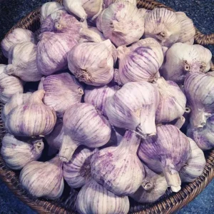 Purple Stripe Italian Garlic Bulbs for Planting - Hardneck - 1 Pound - Image 6
