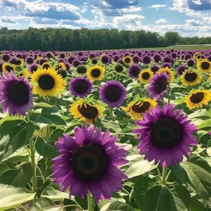 Purple Sunflower Seeds – Field ‘Violet Glow’ – 50 Seeds – Annual – Outdoor - Image 2