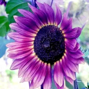 Purple Sunflower Seeds – Field ‘Violet Glow’ – 50 Seeds – Annual – Outdoor - Image 3