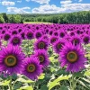 Purple Sunflower Seeds – Field ‘Violet Glow’ – 50 Seeds – Annual – Outdoor - Image 1