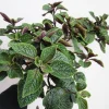 Purple Swedish Ivy Live Plant – 4 Inch Pot Trailing Houseplant – Easy Care Indoor - Image 1