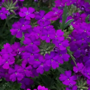 Purple Verbena Live Plant - 4 Inch Pot, Vibrant Flowers, Easy Care - Image 2