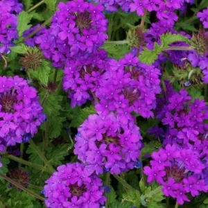 Purple Verbena Live Plant - 4 Inch Pot, Vibrant Flowers, Easy Care - Image 3