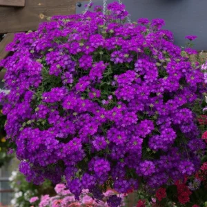 Purple Verbena Live Plant - 4 Inch Pot, Vibrant Flowers, Easy Care - Image 4