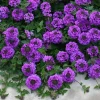 Purple Verbena Live Plant - 4 Inch Pot, Vibrant Flowers, Easy Care - Image 1