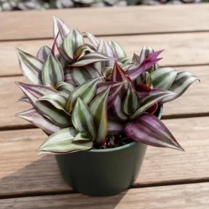 Purple Wandering Jew Live Plant - Tradescantia Houseplant - 4-7 Inches Tall - Image 2