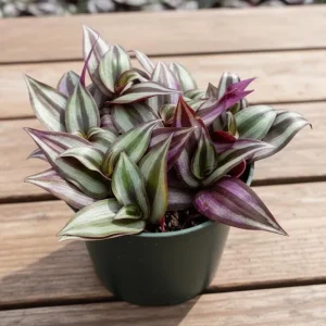 Purple Wandering Jew Live Plant, Tradescantia Houseplant, 4-7 Inches Tall - Image 2