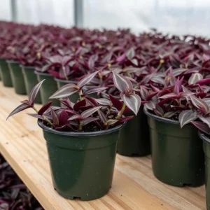 Purple Wandering Jew Live Plant, Tradescantia Houseplant, 4-7 Inches Tall - Image 3