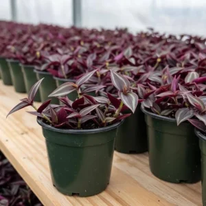 Purple Wandering Jew Live Plant - Tradescantia Houseplant - 4-7 Inches Tall - Image 3