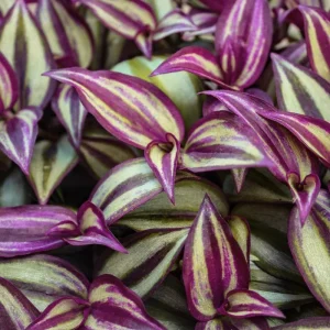 Purple Wandering Jew Live Plant - Tradescantia Houseplant - 4-7 Inches Tall - Image 4