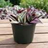 Purple Wandering Jew Live Plant, Tradescantia Houseplant, 4-7 Inches Tall - Image 1