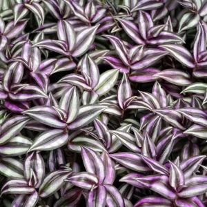 Purple Wandering Jew Live Plant, Tradescantia Houseplant, 4-7 Inches Tall - Image 5