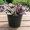 Purple Wandering Jew Live Plant - Tradescantia Houseplant - 4-7 Inches Tall - Image 1
