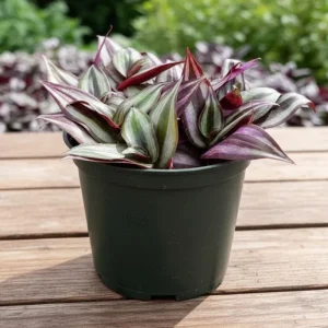 Purple Wandering Jew Live Plant - Tradescantia Houseplant - 4-7 Inches Tall - Image 1