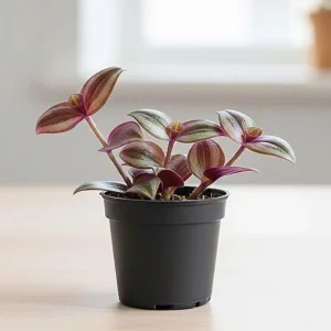 Purple Wandering Jew Live Plant - Tradescantia Houseplant - 4-7 Inches Tall - Image 6