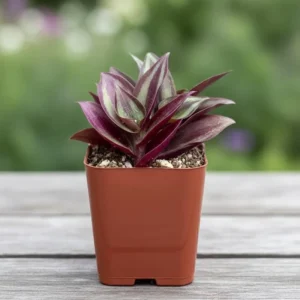 Purple Wandering Jew Live Plant - Tradescantia Houseplant - 4-7 Inches Tall - Image 7