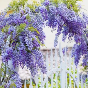 Purple Wisteria Tree Live Plant - 6-8 Inch Tall, 4 Inch Pot, Outdoor Garden - Image 2