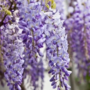 Purple Wisteria Tree Live Plant - 6-8 Inch Tall, 4 Inch Pot, Outdoor Garden - Image 3