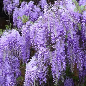 Purple Wisteria Tree Live Plant - 6-8 Inch Tall, 4 Inch Pot, Outdoor Garden - Image 4