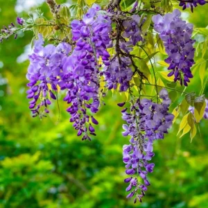Purple Wisteria Tree Live Plant - 6-8 Inch Tall, 4 Inch Pot, Outdoor Garden - Image 5