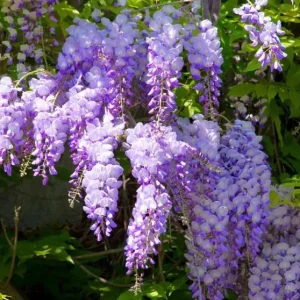 Purple Wisteria Tree Live Plant - 6-8 Inch Tall, 4 Inch Pot, Outdoor Garden - Image 6