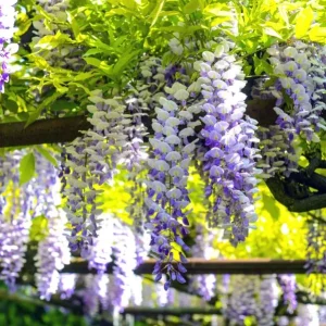 Purple Wisteria Tree Live Plant - 6-8 Inch Tall, 4 Inch Pot, Outdoor Garden - Image 7