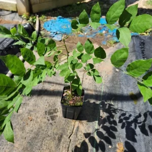 Purple Wisteria Tree Live Plant - 6-8 Inch Tall, 4 Inch Pot, Outdoor Garden - Image 8